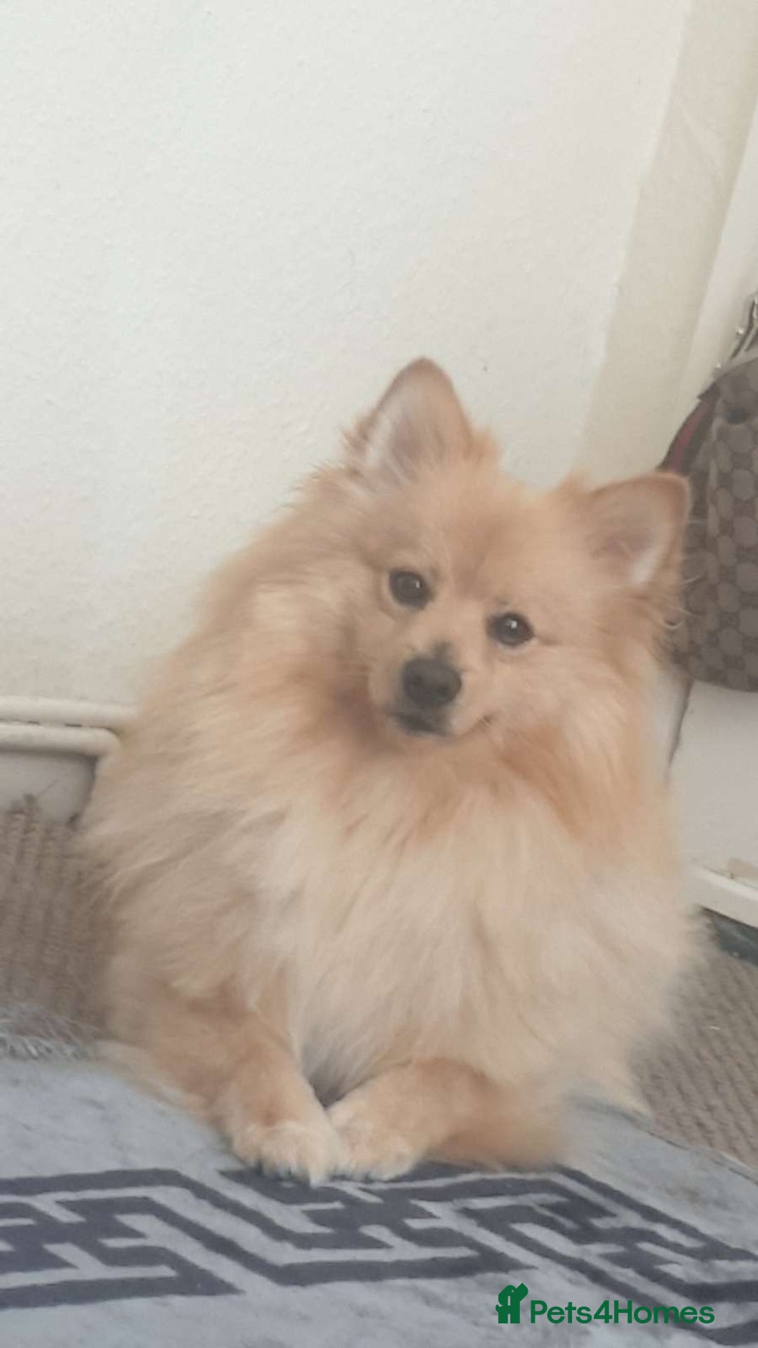 Pomeranian dogs for sale: Beautiful orange pomeranian  - Image 2