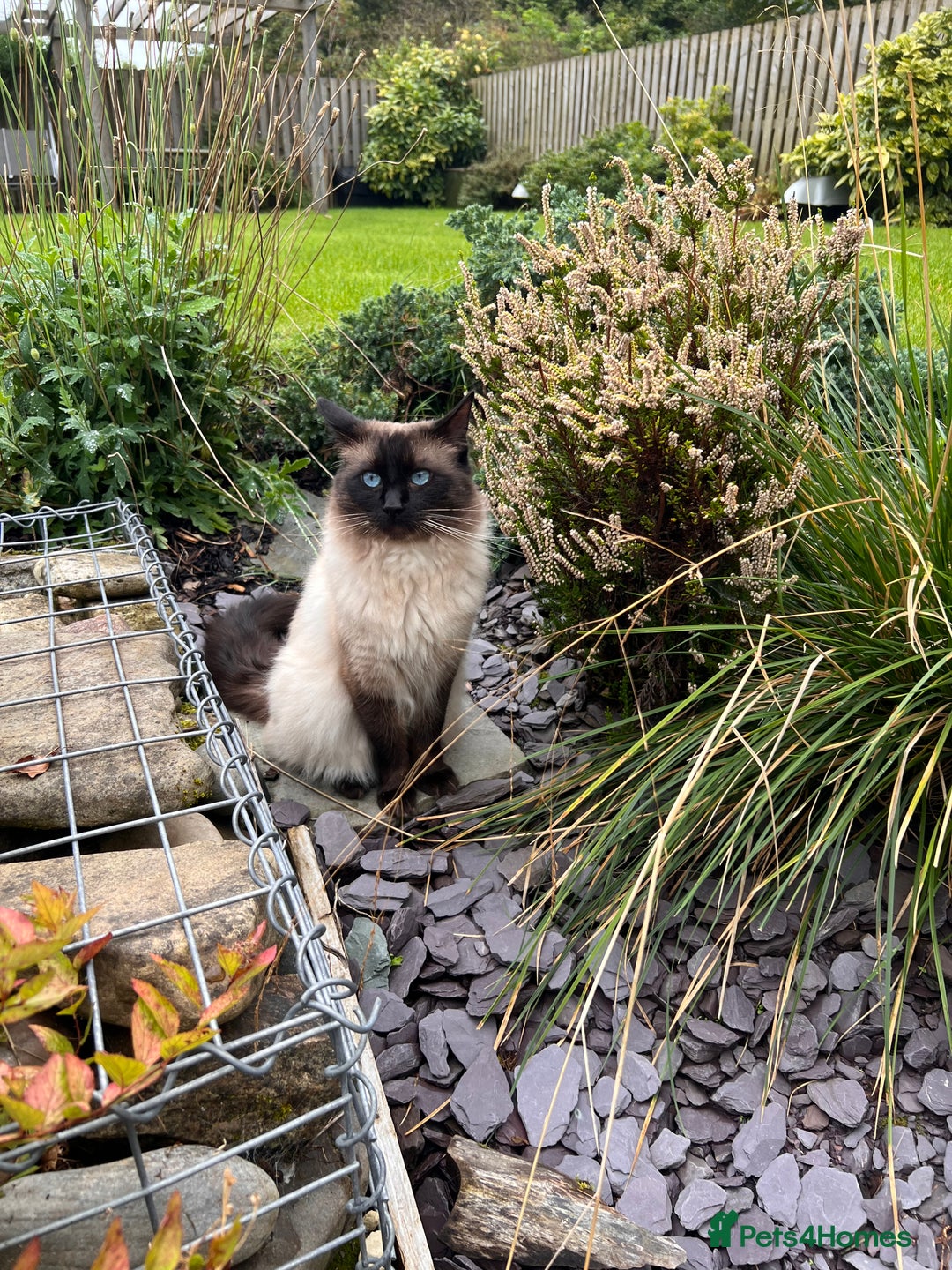 Ragdoll cats for sale: GCCF seal point Ragdoll male 4 yrs old  - Image 8