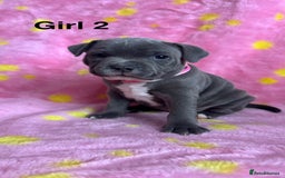 Staffordshire Bull Terrier dogs for sale: Stella & Astro Puppies - Image 2