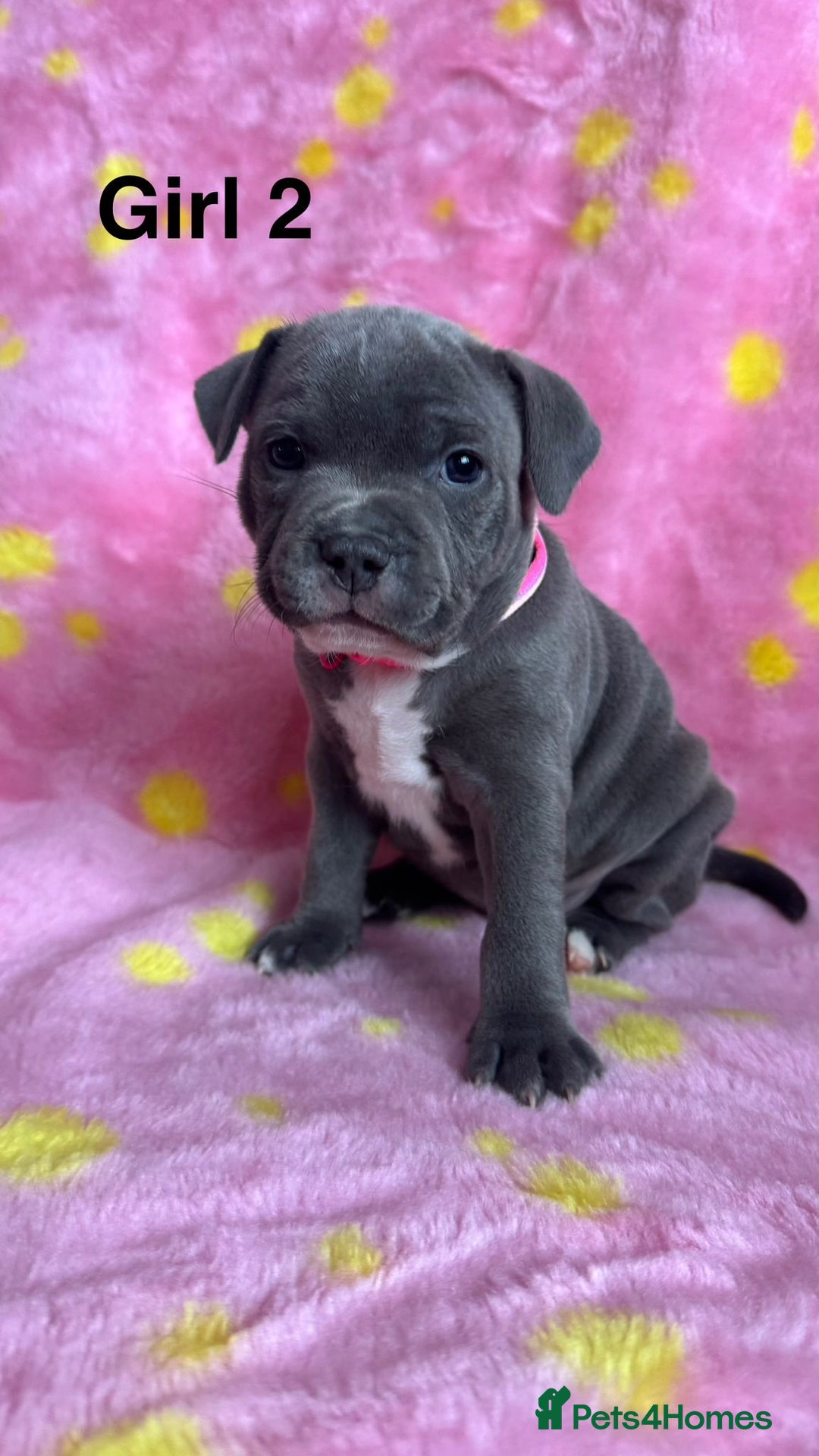 Staffordshire Bull Terrier dogs for sale: Stella & Astro Puppies - Image 2