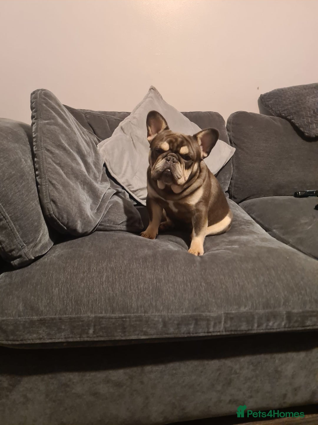 French Bulldog dogs for sale: LAST GIRL Chocolate French Bulldog puppies - Image 14