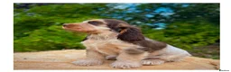 Cocker Spaniel dogs for sale: Quality KC Registered Show Cocker spaniel pippies - Advert 9