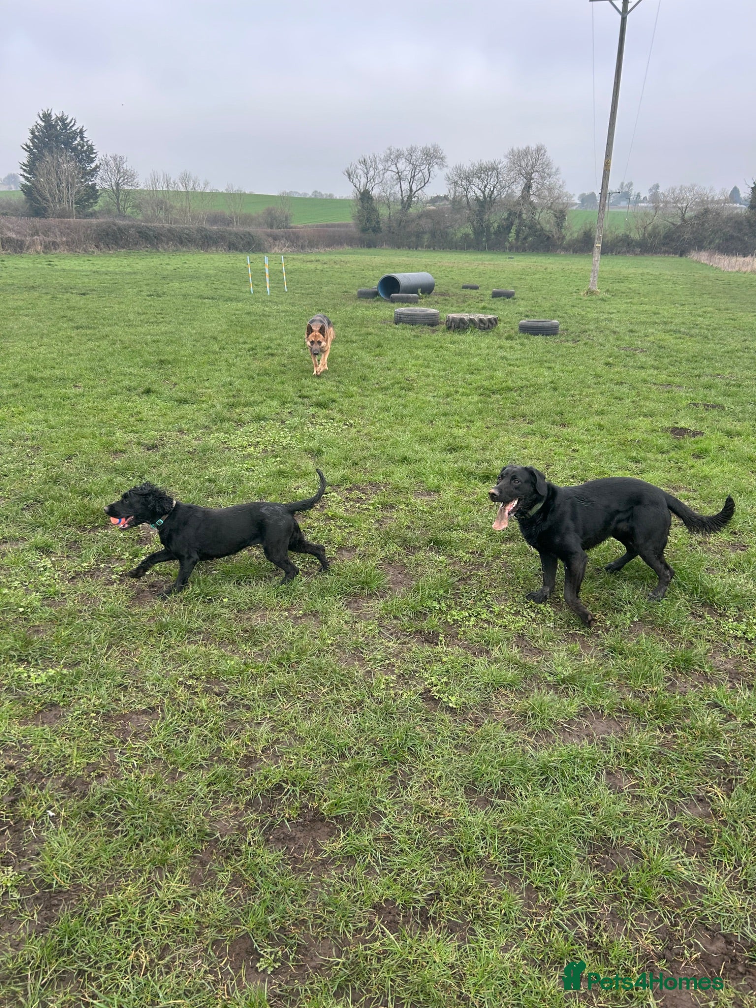 Mixed Breed dogs Gus almost 3 years  - Advert 18