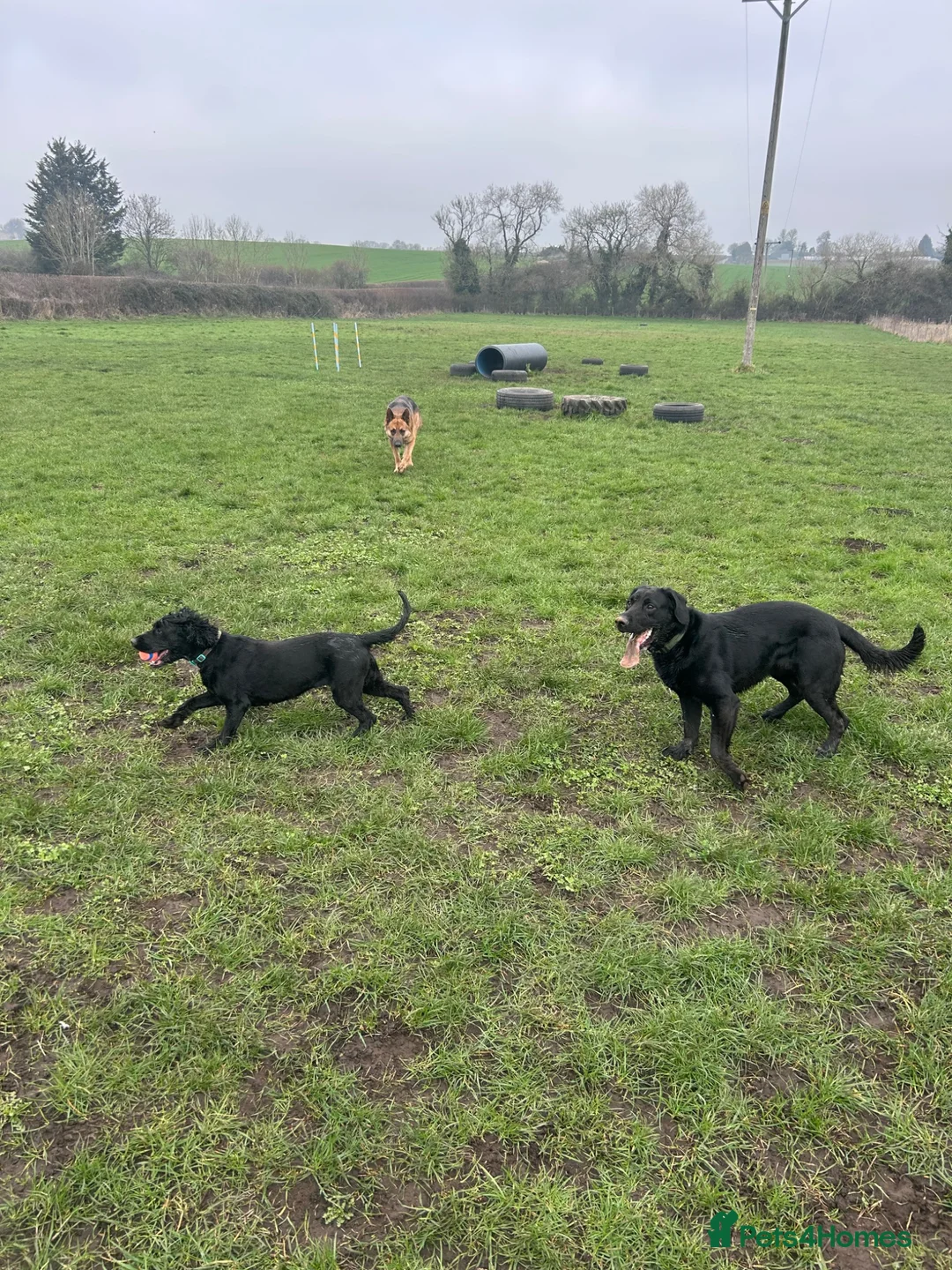 Mixed Breed dogs for sale: Gus almost 3 years  - Advert 2