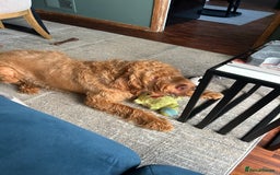 Hungarian Vizsla dogs for sale: Rehoming our beautiful boy Lake - Image 6