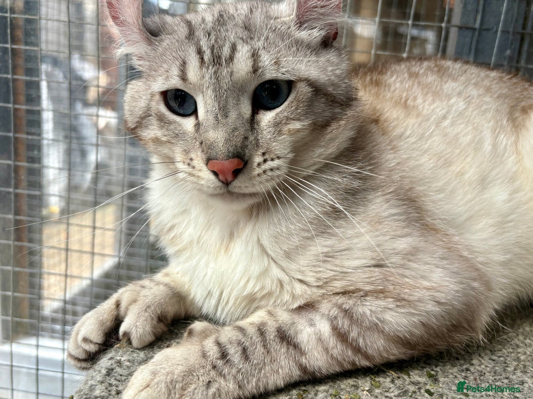 Keetso cats for sale: Rare polydactyl keetso male  - Image 1