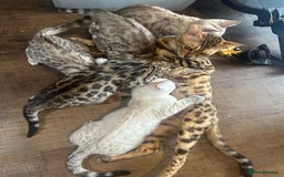 Bengal cats for sale: BENGAL KITTENS FOR SALE - Image 1