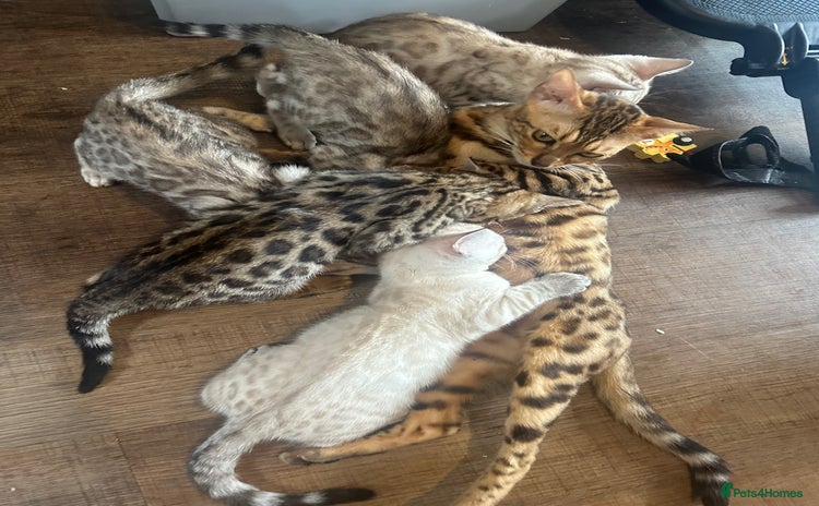 Bengal cats - Advert 1
