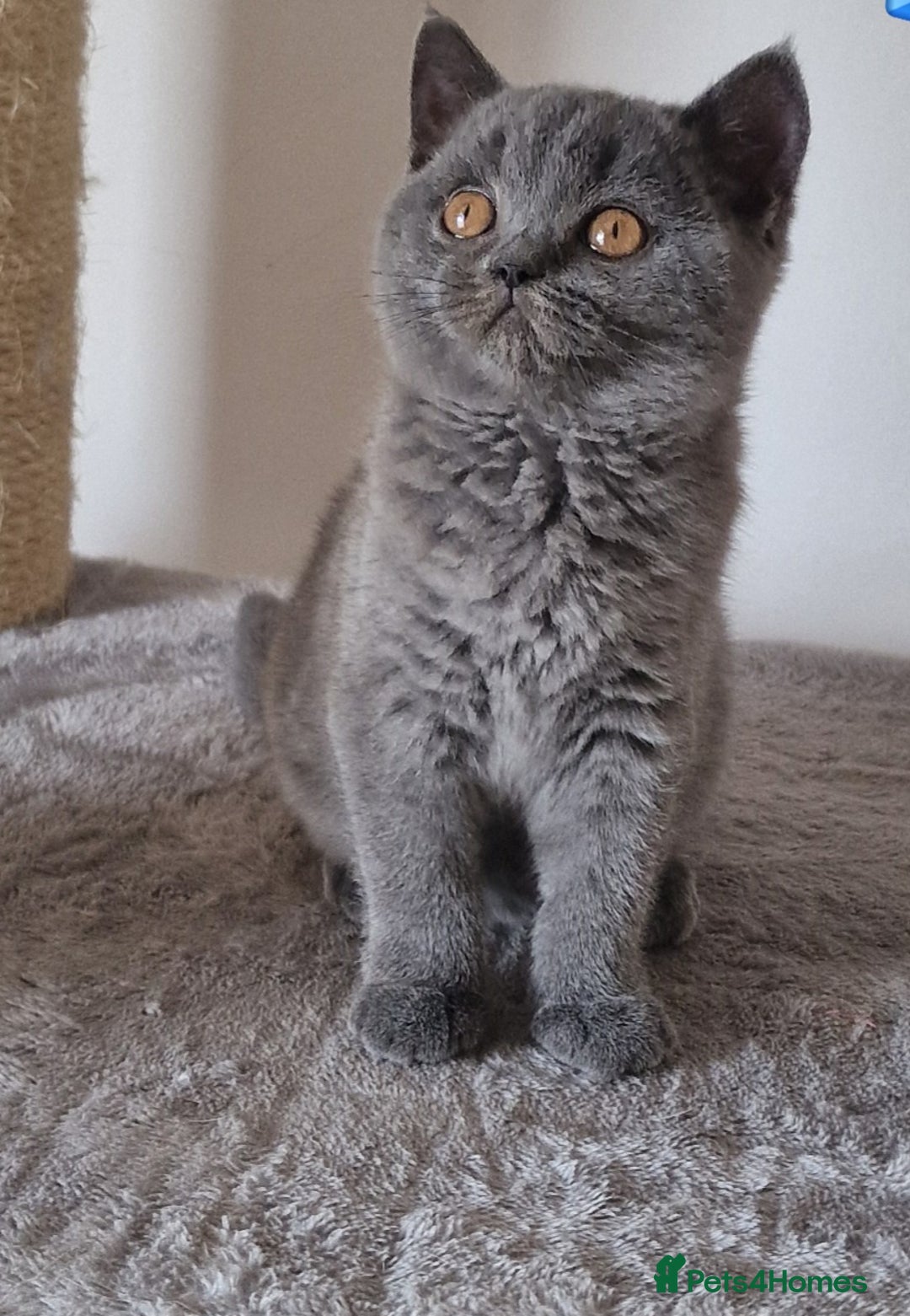 British Shorthair cats for sale: Tica Registered Blue British Shorthair kittens - Image 9