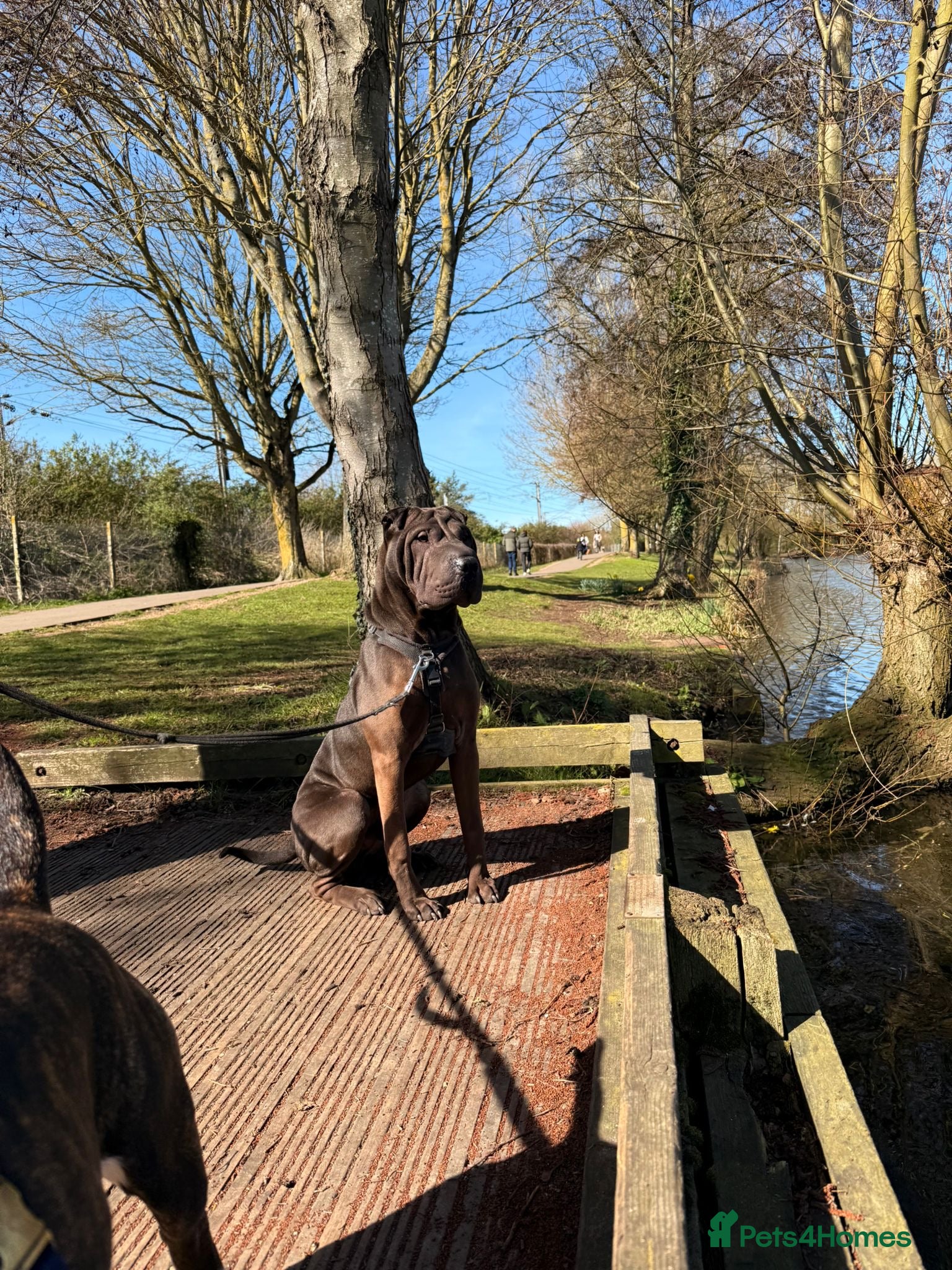 Shar Pei dogs for sale: Shar pei 10 months old  in Ipswich - Advert 5