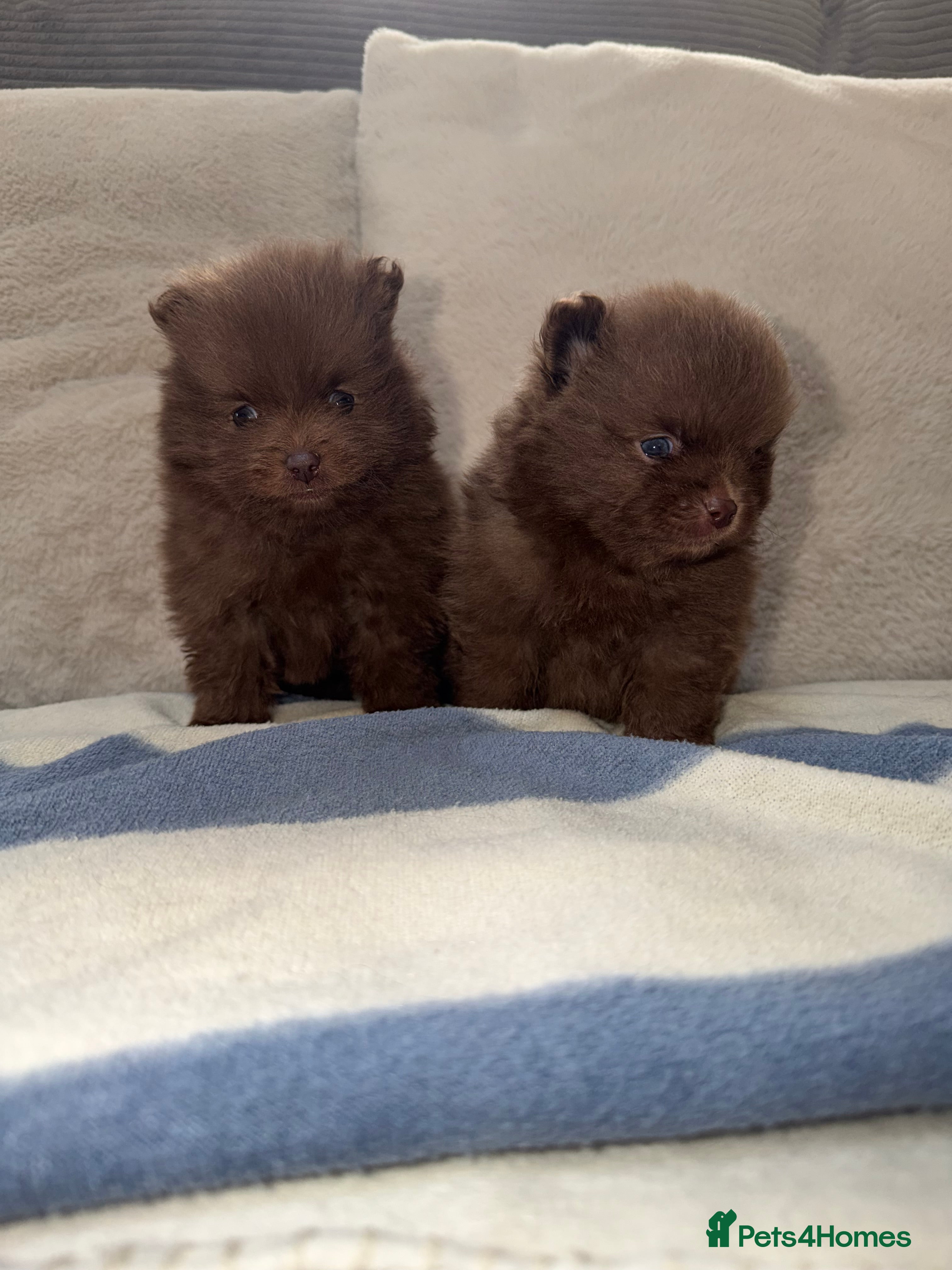 Pomeranian dogs 🍫🍫🤎CHOCOLATE POMERANIANS🤎🍫🍫 - Advert 3
