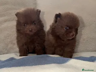 Pomeranian dogs 🍫🍫🤎CHOCOLATE POMERANIANS🤎🍫🍫 - Advert 3