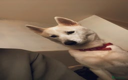 Huskita dogs for sale: Female huskita  - Image 3
