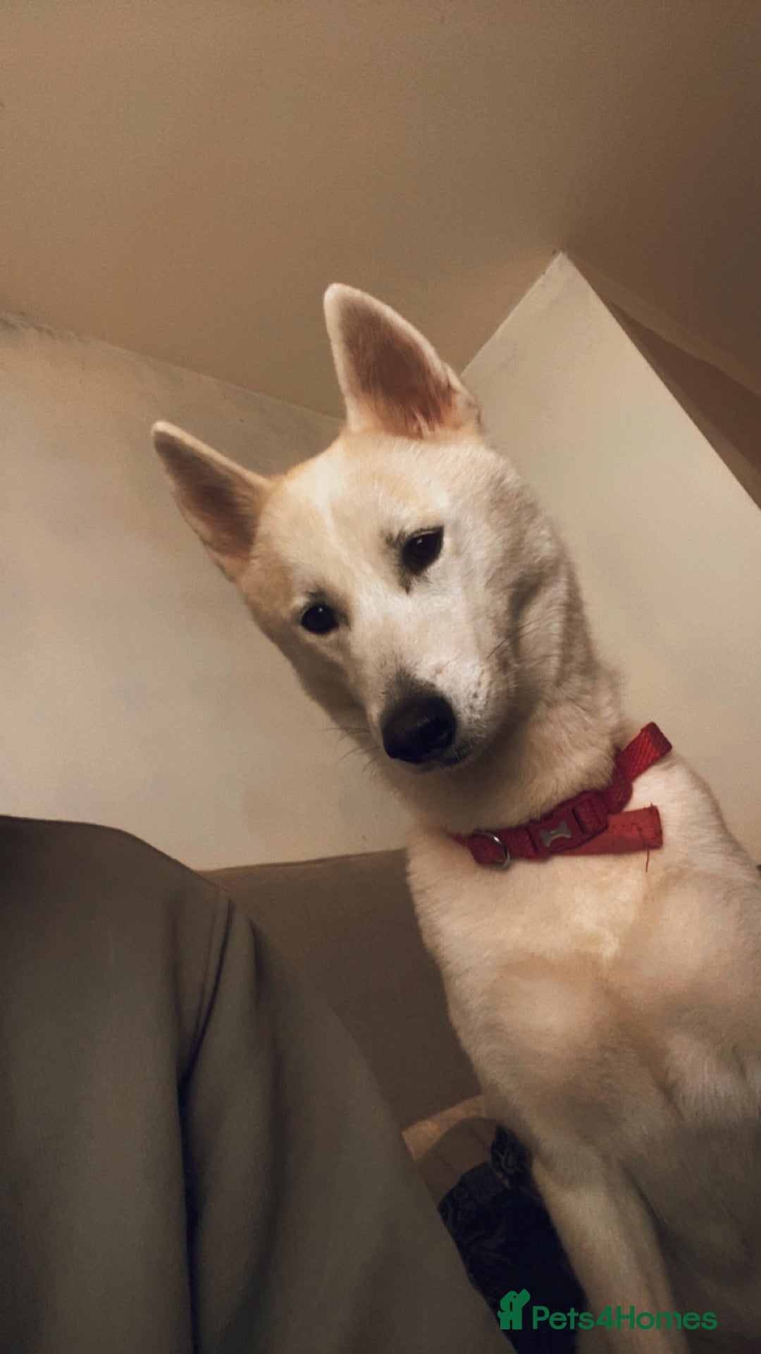 Huskita dogs for sale: Female huskita  - Image 3