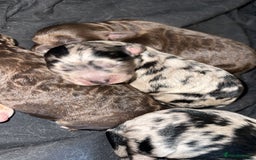 Cockapoo dogs for sale: 5 gorgeous cockapoos - Image 20