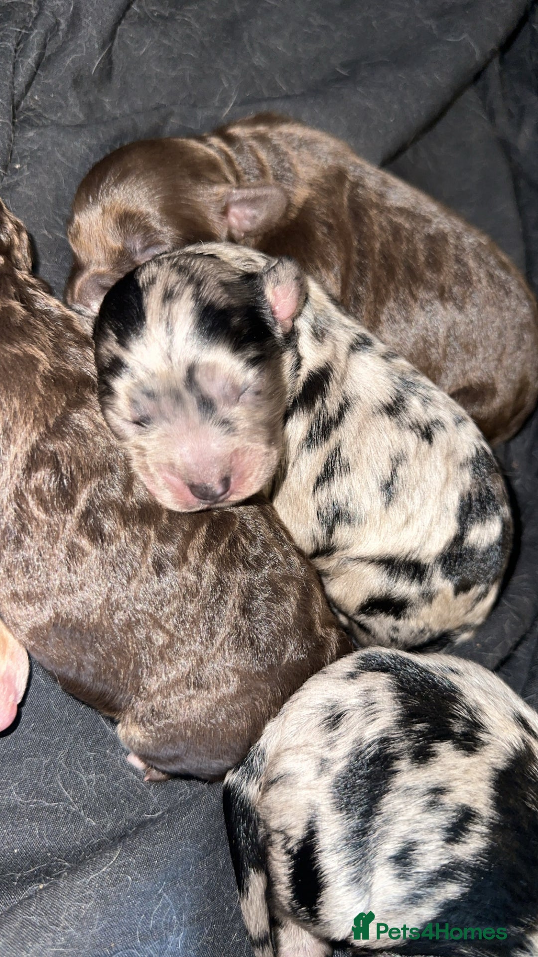 Cockapoo dogs for sale: 5 gorgeous cockapoos - Image 20