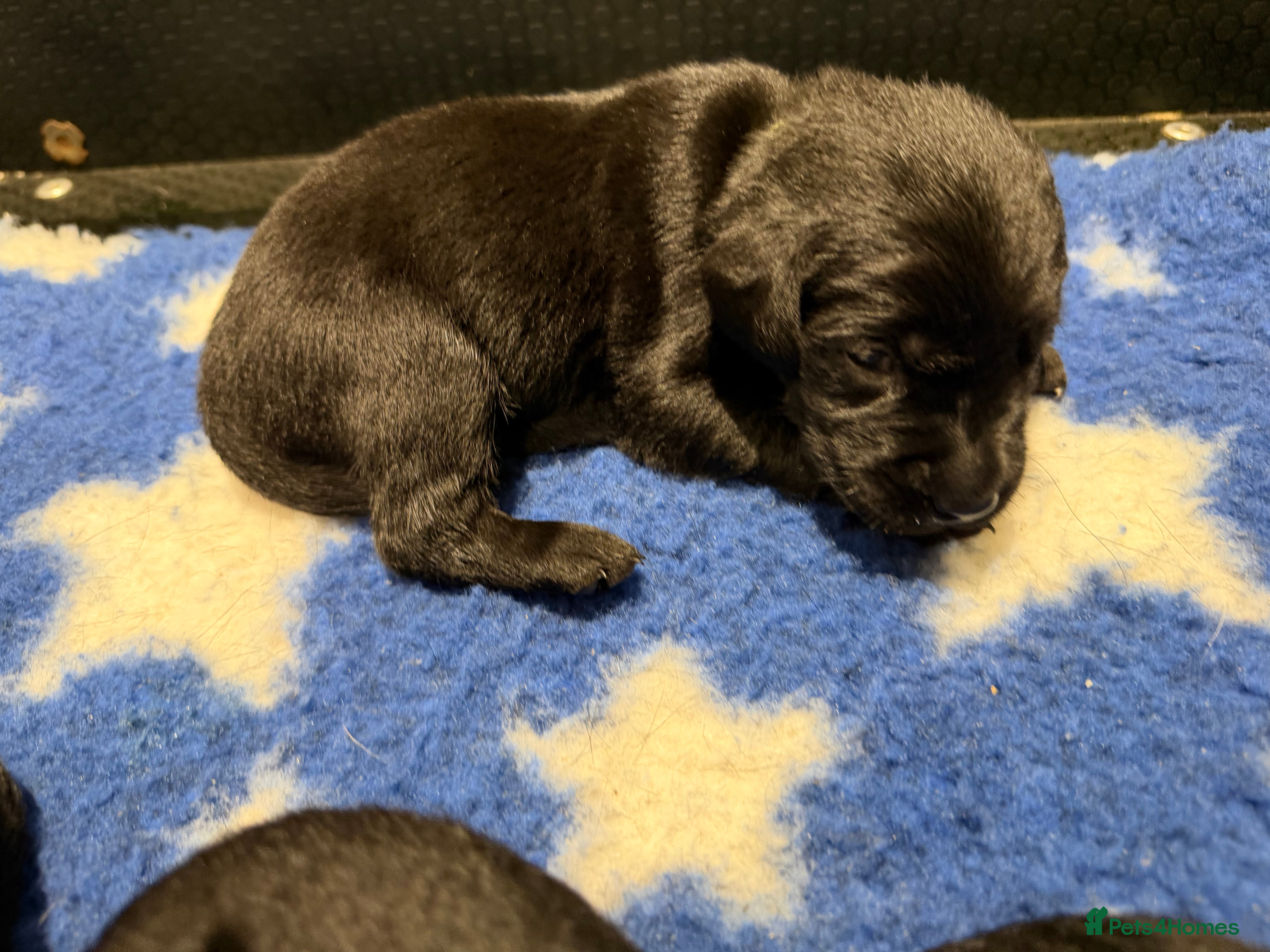 Labrador Retriever dogs 11 KC Labrador puppies - Advert 2