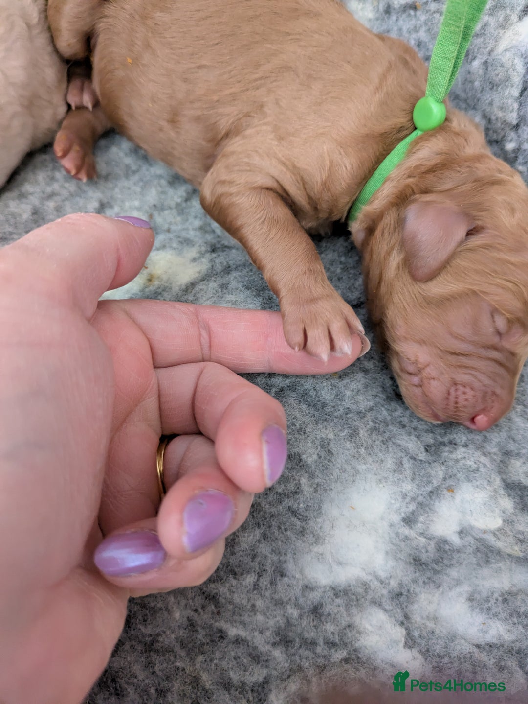 Goldendoodle dogs for sale: Gorgeous Goldendoodles  - Image 3