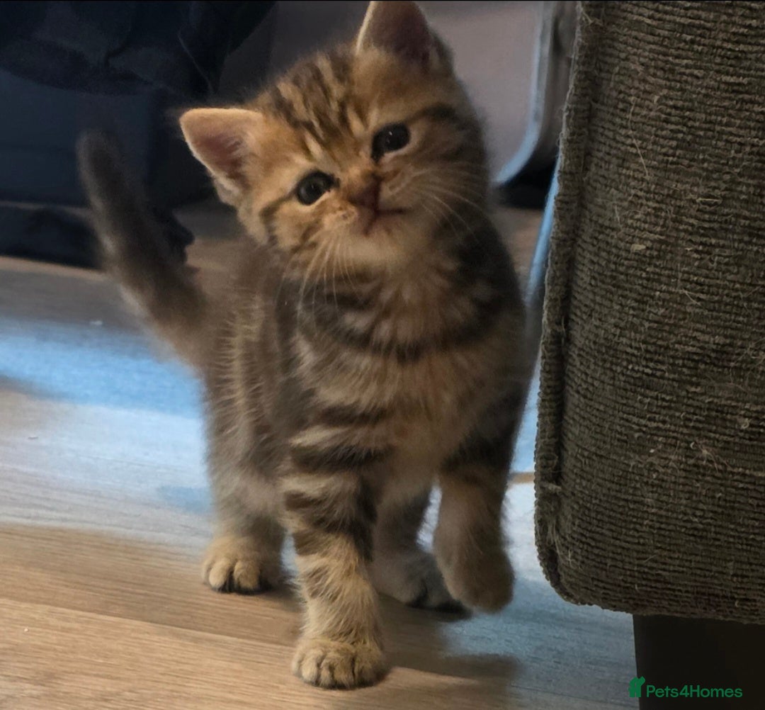 Scottish Fold cats Scottish Fold/straight READY 9TH JUNE - Advert 3