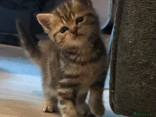 Scottish Fold cats Scottish Fold/straight READY 9TH JUNE - Advert 3