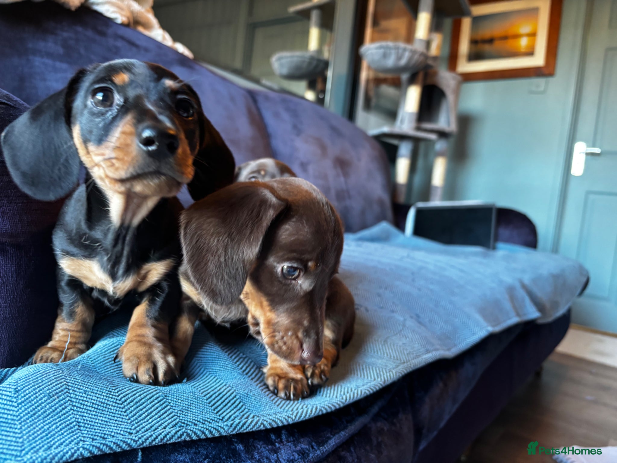 Miniature Dachshund dogs Miniature dachshund puppy for sale - Advert 4