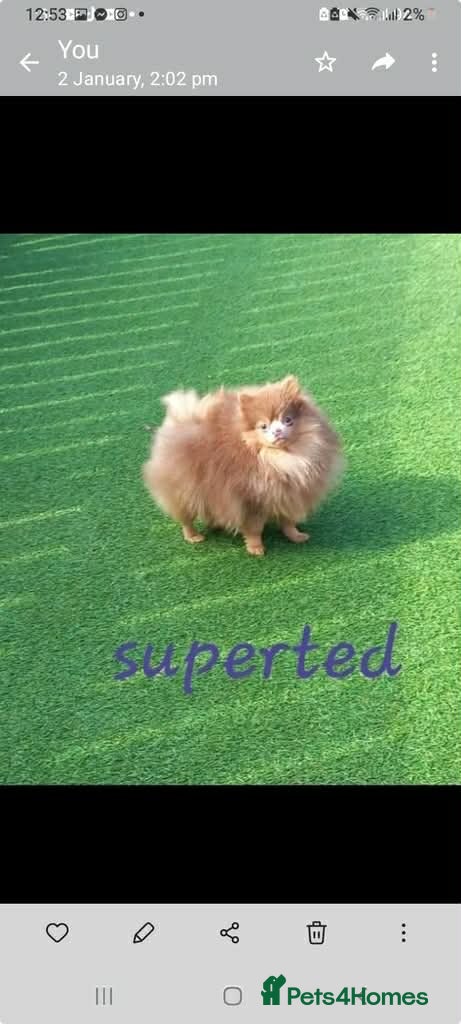 Pomeranian dogs Kc registered lilac tan poms x - Advert 1
