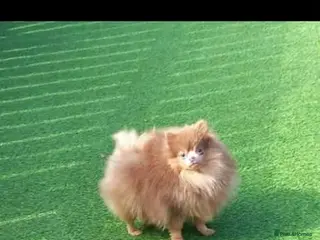Pomeranian dogs Kc registered lilac tan poms x - Advert 1