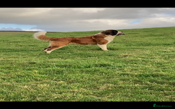 Saint Bernard dogs for sale: Saint puppy from HIP & ELBOW tested parents  - Advert 4