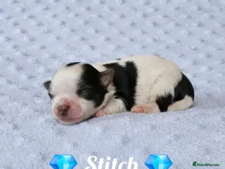 Yorkshire Terrier dogs Beautiful Biewer Terrier 🥰 - Advert 8