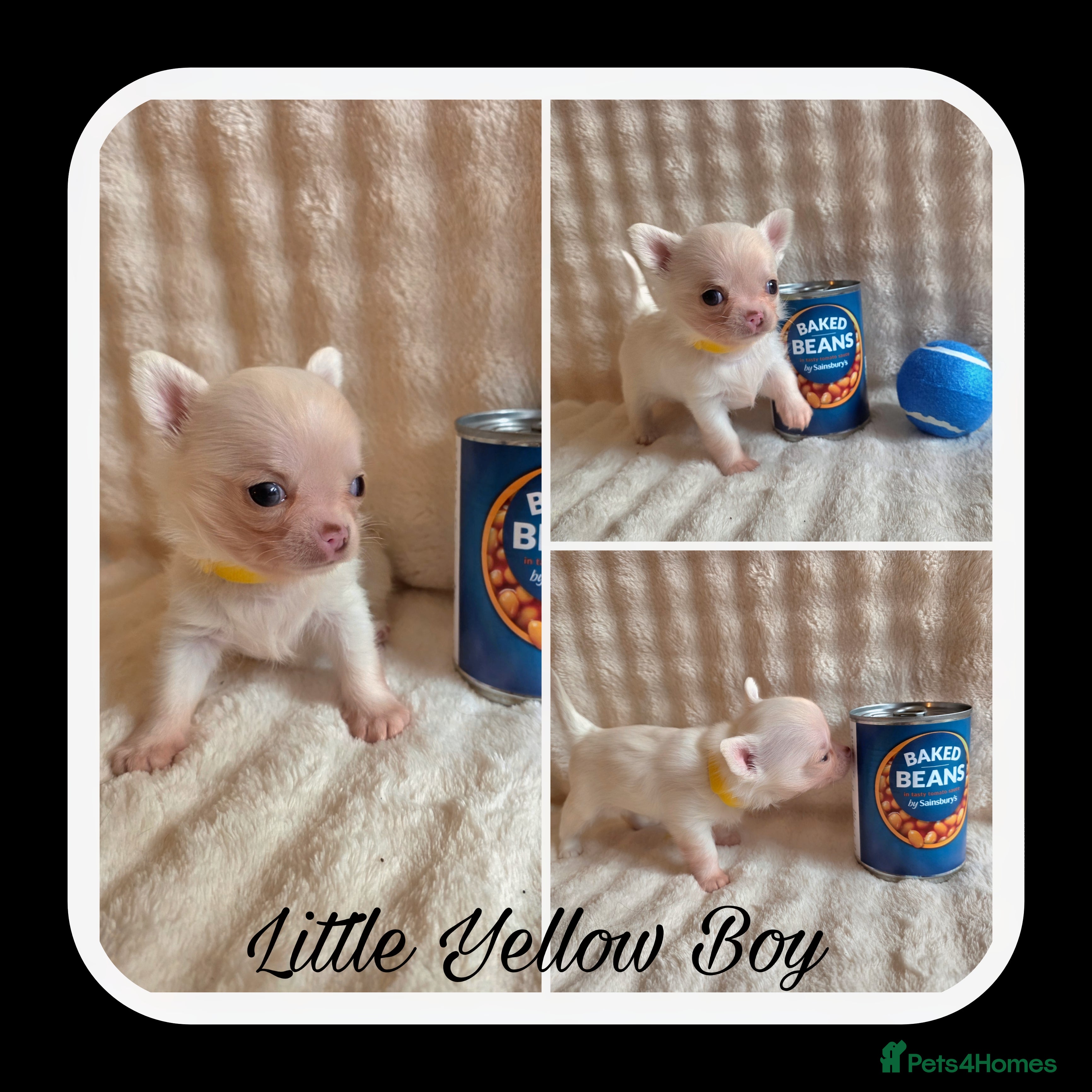 Chihuahua dogs 5 Beautiful true to type small chihuahuas - Advert 2