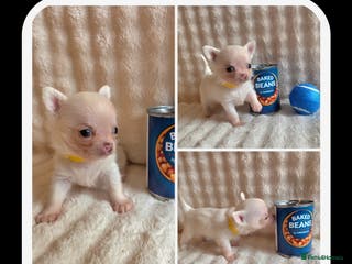 Chihuahua dogs 5 Beautiful true to type small chihuahuas - Advert 2