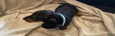 Dachshund 6