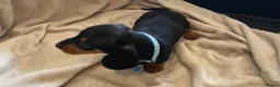 Dachshund dogs for sale: 7 beautiful puppy’s looking for a forever home.  - Advert 7