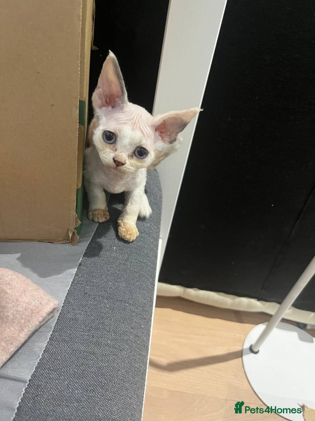 Devon Rex cats for sale: @London: Meet Our Beautiful Devon Rex Kittens - Advert 15