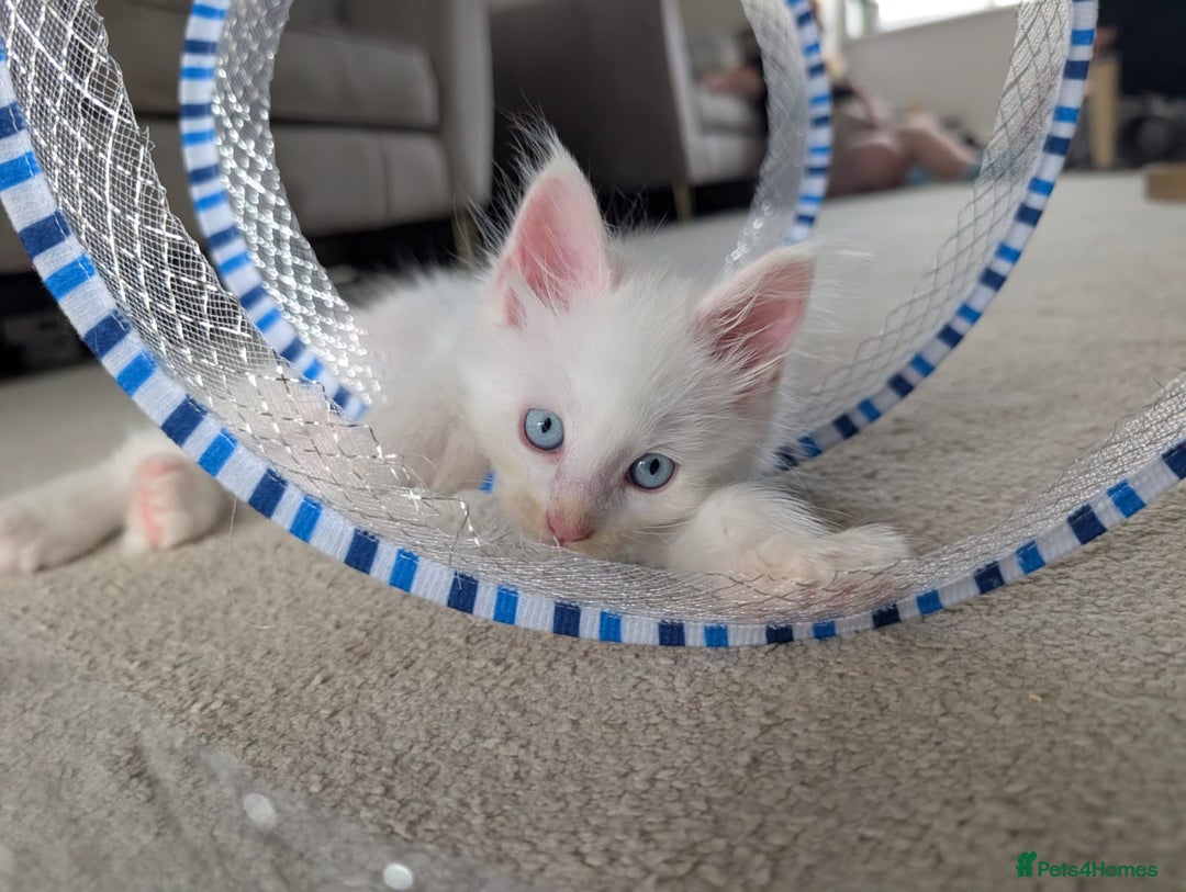 Maine Coon cats for sale: Maine Coon Kittens some polydactyl - only 2 left! - Image 10