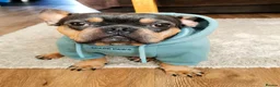 French Bulldog dogs for sale: French bulldog  - Advert 3