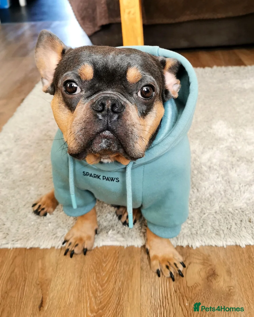 French Bulldog dogs for sale: French bulldog  - Advert 3
