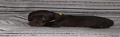 Dachshund Puppy 8