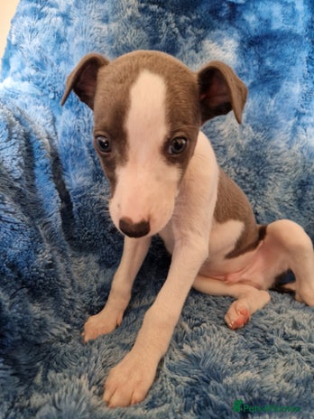 Whippet dogs - Advert 1