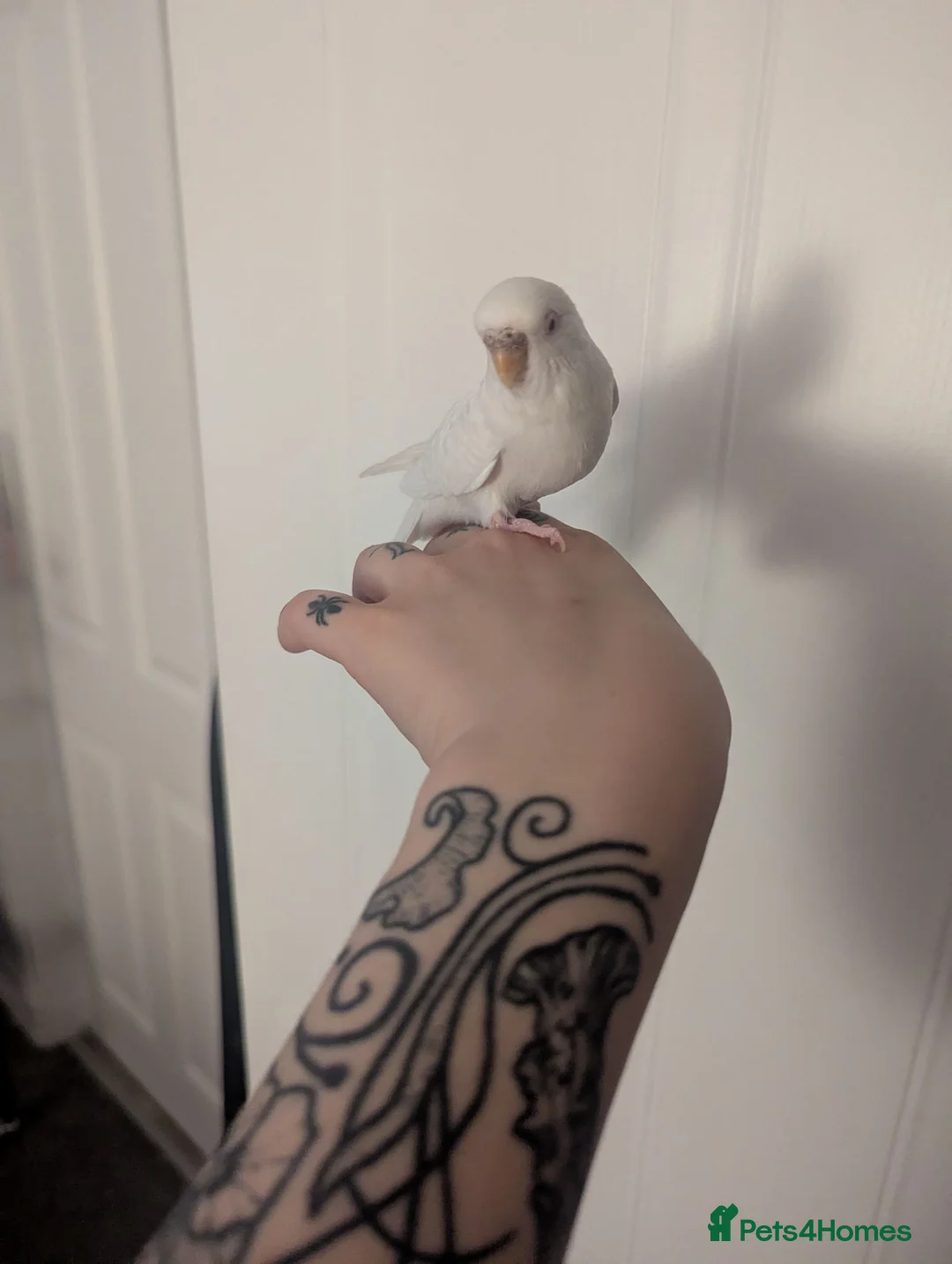 Budgerigars birds for sale: Beautiful and gentle girl looking for new home in Ellesmere - Advert 1