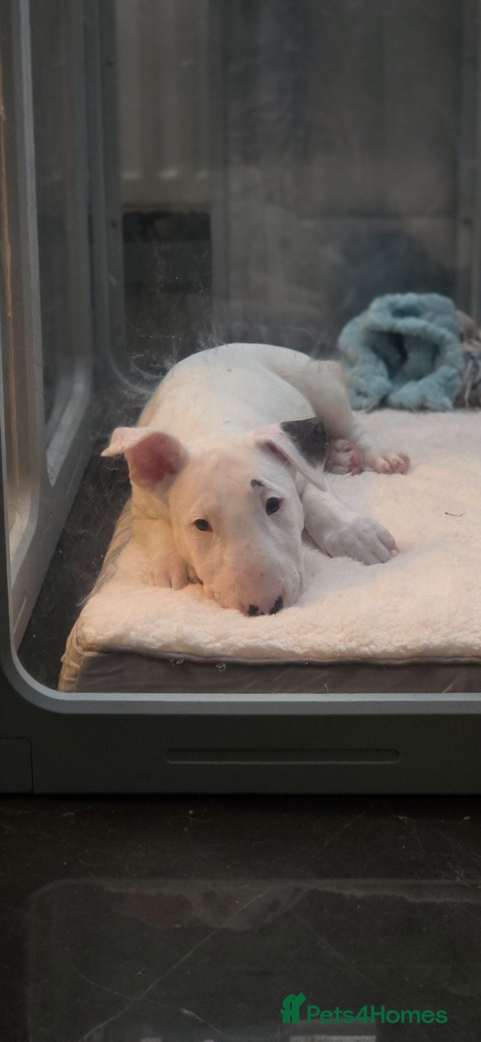 English Bull Terrier dogs Last boy KC English bullterrier puppies available  - Advert 2