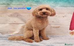 Cockapoo dogs for sale: *STUNNING F1 COCKAPOO PUPPIES* - Advert 28