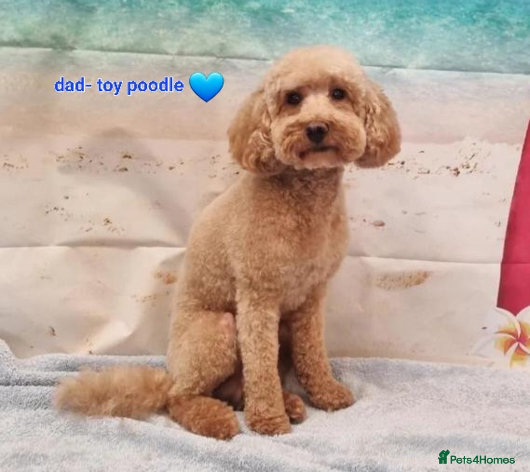 Cockapoo dogs for sale: *STUNNING F1 COCKAPOO PUPPIES* - Advert 28