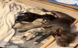 Chihuahua dogs for sale: 1 Female Chihuahua left ready to leave Now! - Advert 6