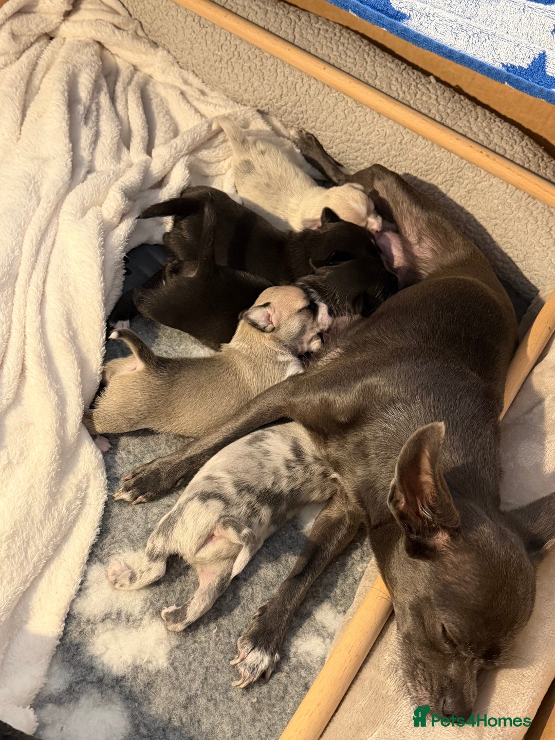 Chihuahua dogs for sale: 1 Female Chihuahua left ready to leave Now! - Advert 6