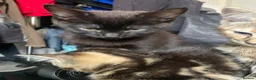 Mixed Breed cats for sale: 10 week old Maincoon cross Tabby kittens  in Bolton - Advert 6
