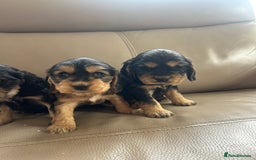 Cocker Spaniel dogs for sale: Kc reg show type cocker spaniels  - Image 7