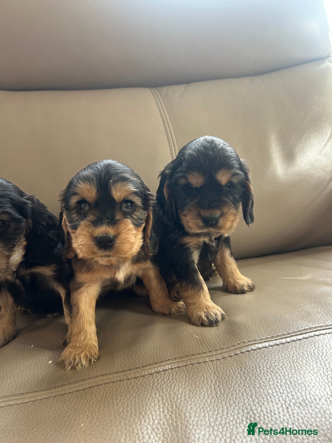 Cocker Spaniel dogs for sale: Kc reg show type cocker spaniels  - Image 7