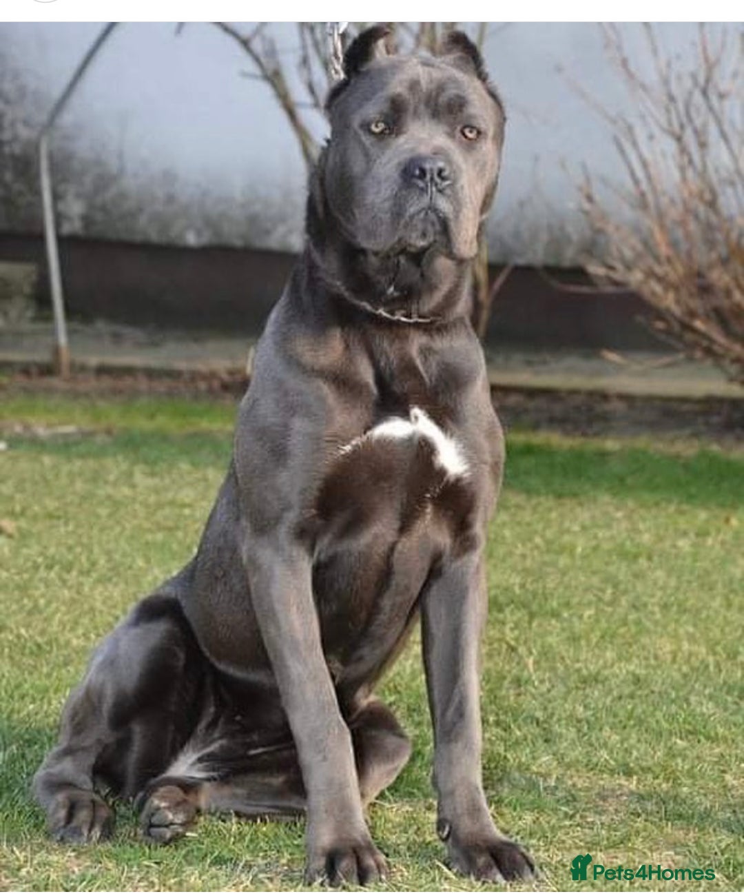 Cane Corso dogs for sale: CANE CORSO 2.5 Months old - Advert 1