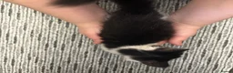 Mixed Breed cats for sale: 3 kittens  - Advert 5